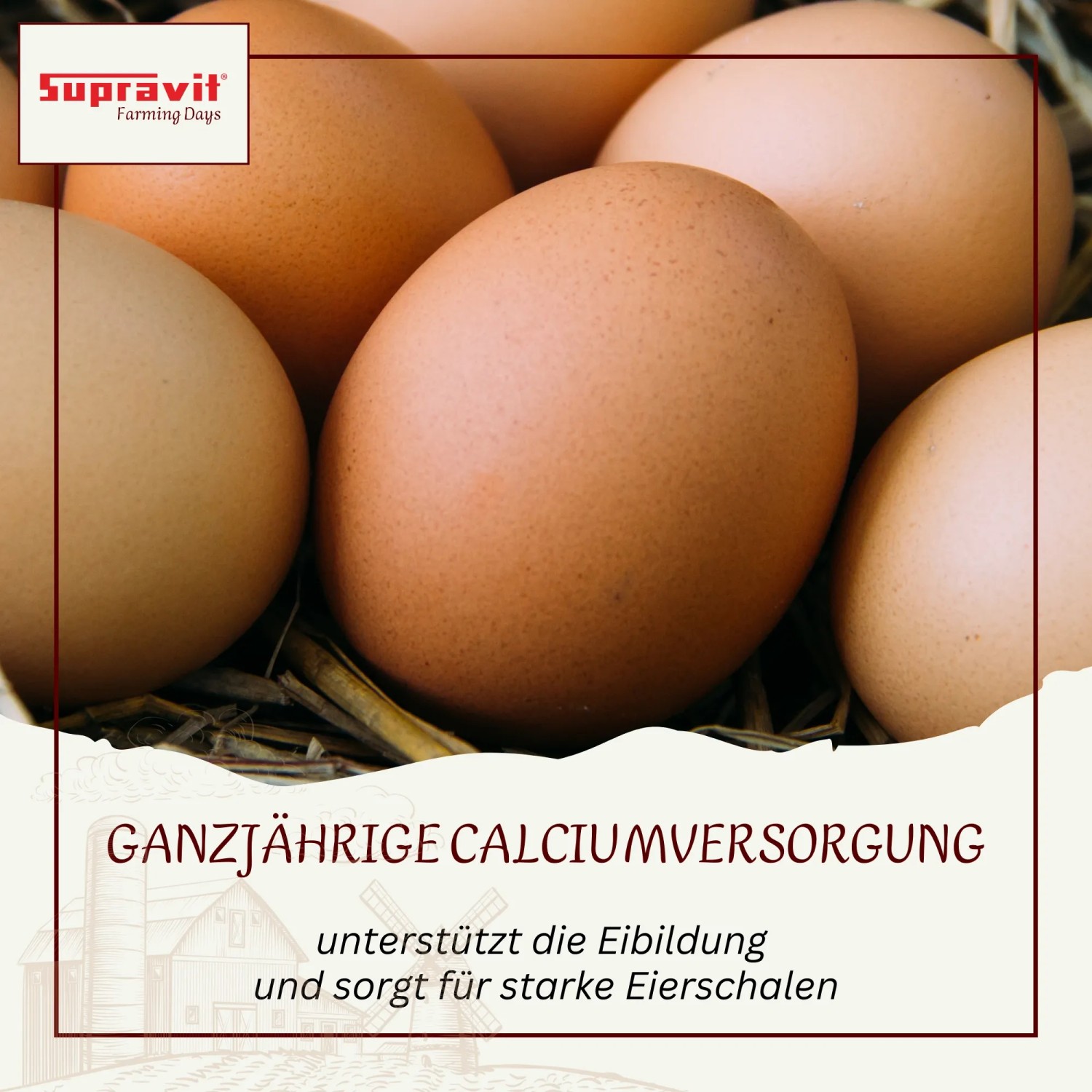 Kräftige braune Hühnereier. Supravit Kalkgrit Futterkalk für Hühner sorgt für stabile Eierschalen.