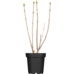 OBI Edelflieder "Mme Lemoine" Weiß Höhe ca. 40 - 60 cm Topf ca. 3,5 l Syringa