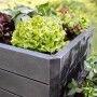 Garantia Hochbeet Ergo Quadro L 75 Stone mit Salat und Gemüse bepflanzt.
