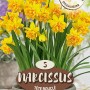 Narzissen Spring Lady, gefüllte, gelbe Blüten im Topf, ideal für Beet und Garten.