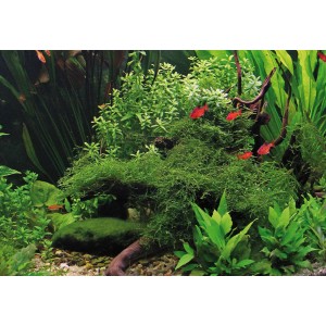 Dennerle Aquariumpflanze Taxiphyllum Barbieri In-Vitro, Moos auf Wurzelholz im Aquarium.