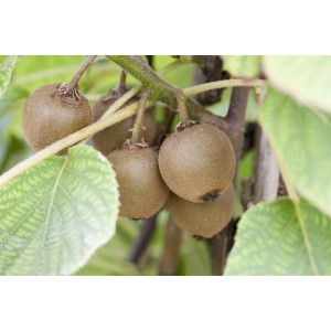 Nahaufnahme der Kiwi Jenny (Actinidia chinensis) am Baum mit Blättern.