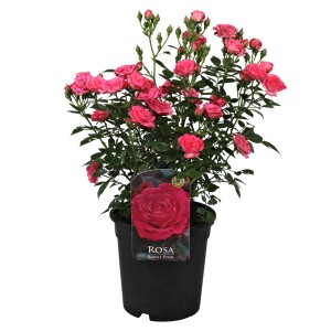 Beetrose Patio Hit Rosa im Topf, ca. 45 cm hoch, mit vielen rosa Blüten und Knospen.