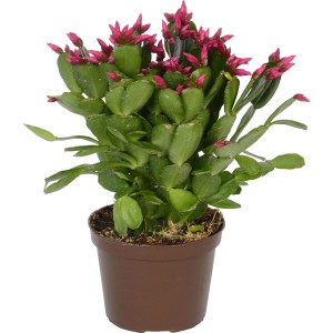 Osterkaktus Fire® im Farbmix, Topf mit pinken Blüten, ca. 11,5 cm Durchmesser.