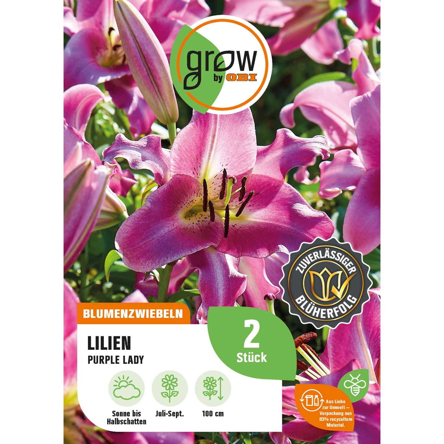 GROW by OBI Lilie "Purple Lady" Höhe ca. 100 cm Lilium O.T. Hybrid