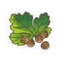 Illustration von Koriander (Coriandrum sativum) mit Blättern und Samenkörnern.