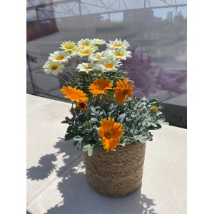 Gazanien 'Sunstopper' im Topf: Orangefarbene und weiße Blüten, ca. 35 cm hoch.