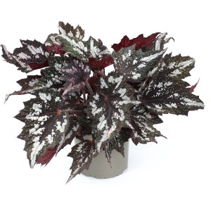 Blattbegonie (Begonia rex) im Topf, ca. 20-30 cm hoch, mit auffälligen, bunt gemusterten Blättern.