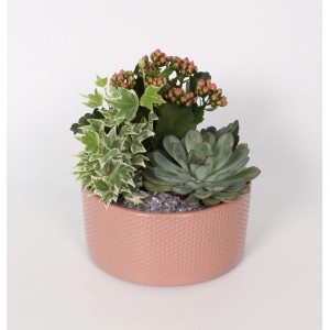 Pflanzen-Arrangement mit Flammendem Käthchen, Efeu und Echeverie in rosa Keramiktopf (Ø 18cm).