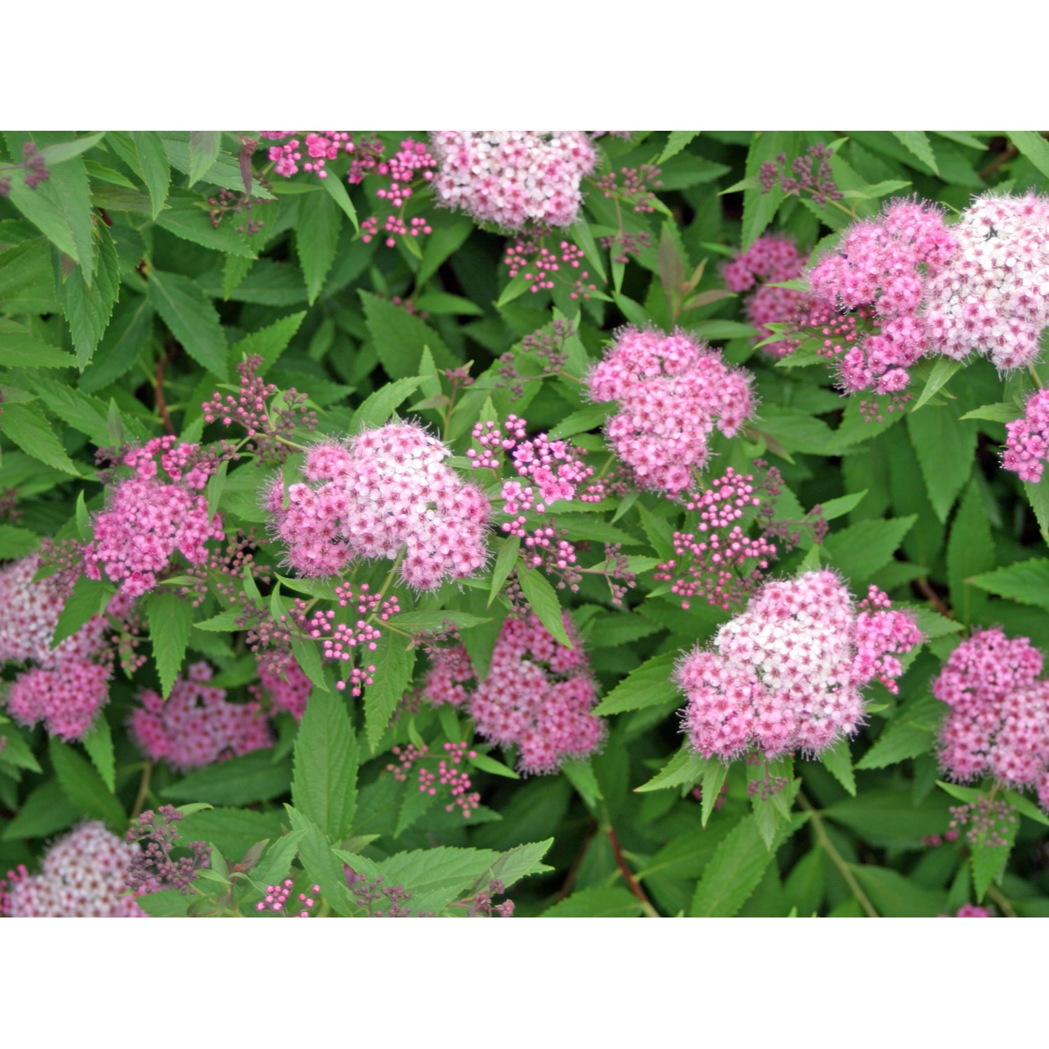 Nahaufnahme der hellrosa Blüten der OBI Sommer-Spiere Little Princess.