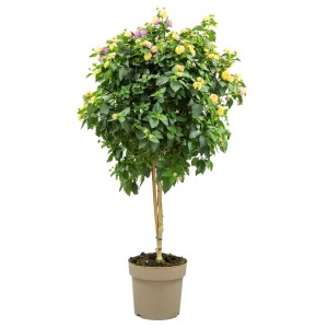 GROW by OBI Wandelröschen im Topf, ca. 100-115 cm hoch, mit gelben und violetten Blüten.