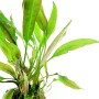 Dennerle Aquariumpflanze Cryptocoryne Usteriana In-Vitro mit langen, grünen Blättern.