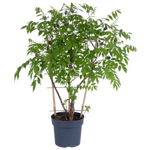 Blauregen Amethyst Falls im Topf, ca. 70 cm hoch. Kletterpflanze mit grünen Blättern und violetten Blüten.