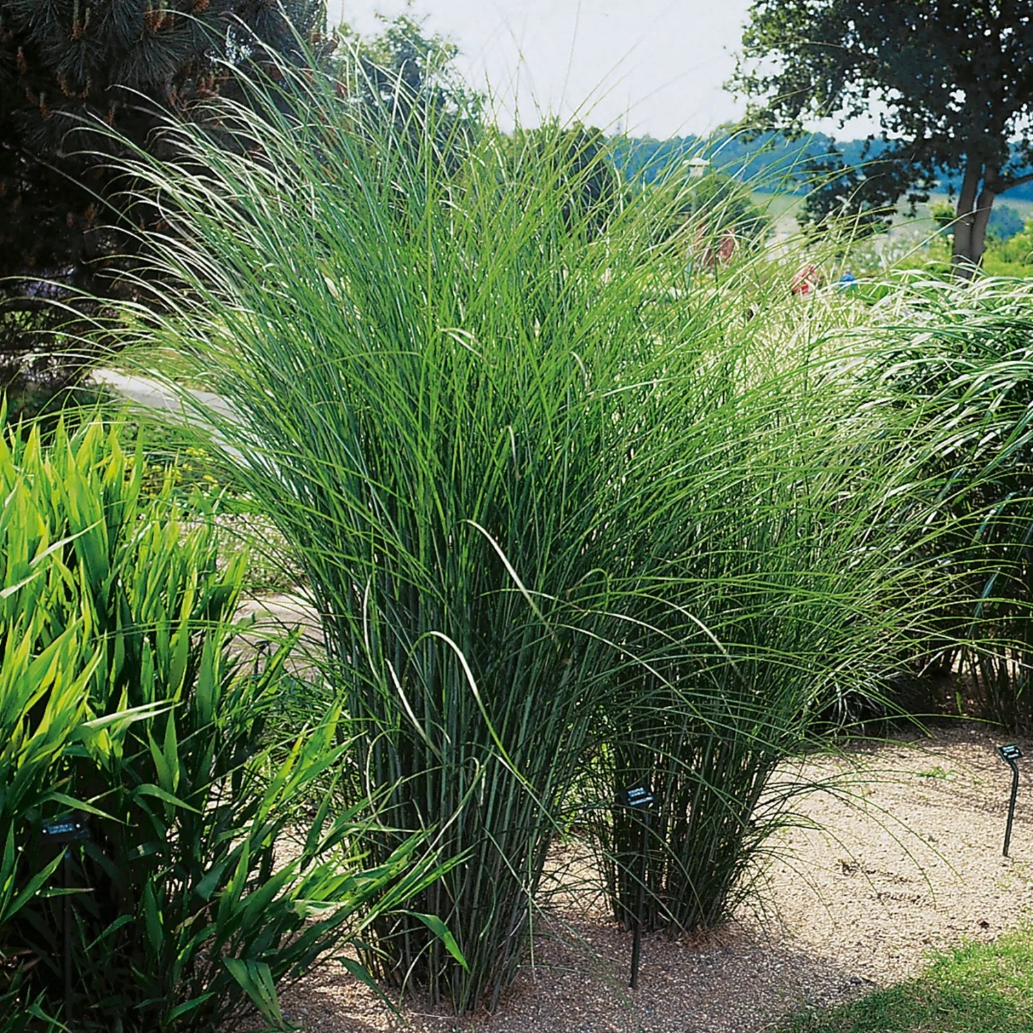 Grünes Chinaschilf 'Gracillimus Silber' im Topf, ein dekoratives Ziergras für den Garten.