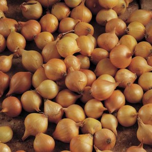 Steckzwiebeln 'Stuttgarter Riesen', 500g, goldgelb, zum Pflanzen im Garten.