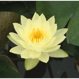 Seerose "Joey Tomocik" Gelb Topf-Ø ca. 18 cm Nymphea