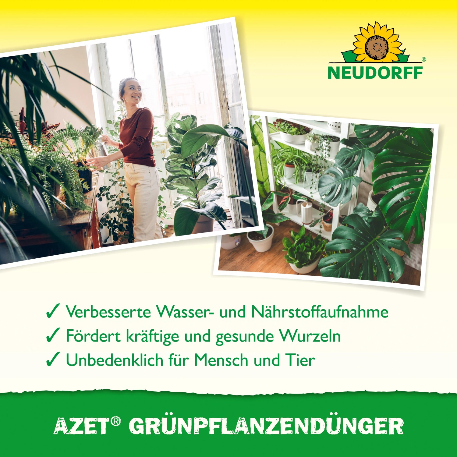 Neudorff Azet Plus Grünpflanzen-Dünger: Frau gießt Pflanzen, Nahaufnahme von Grünpflanzen.