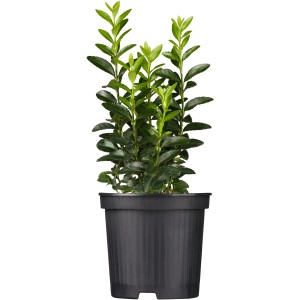 Japanischer Spindelstrauch Green Spire im Topf, ca. 10-20 cm hoch.