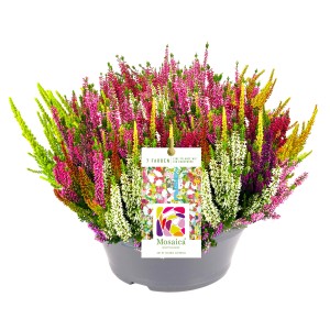 Knospenblüher-Heide Mosaica im Topf, Calluna vulgaris mit bunten Blüten in Schale XL.