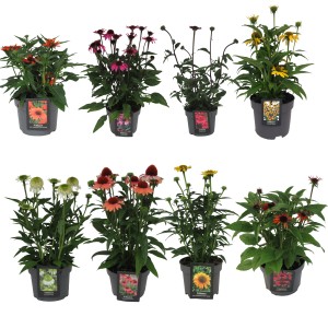 Verschiedenfarbiger Purpur-Sonnenhut (Echinacea purpurea) im Topf, Sortenauswahl.