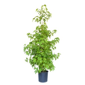 Junger Amberbaum im Topf, ca. 150-175 cm hoch, grüne Blätter, bereit zum Einpflanzen.