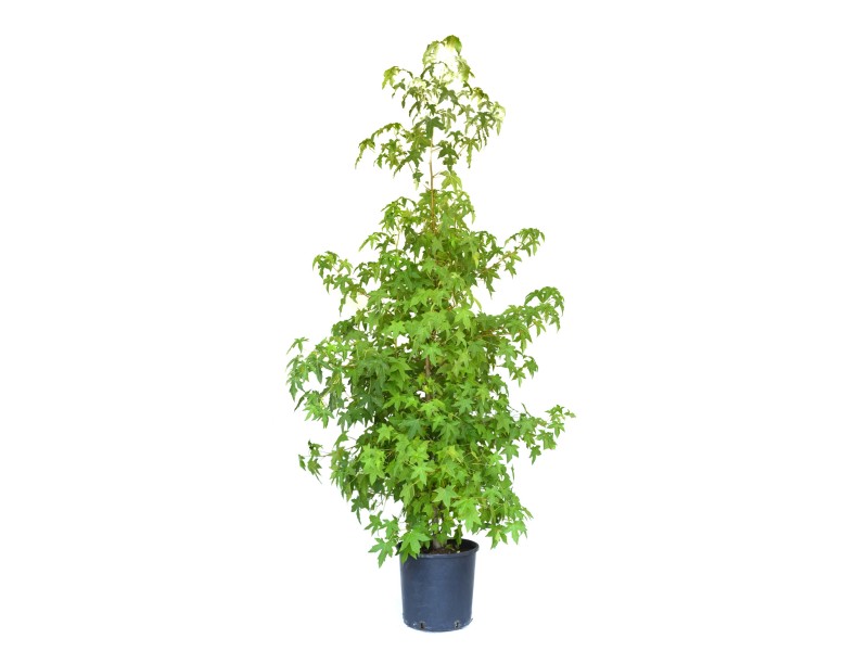 GROW by OBI Amberbaum 150/175 cm Topf ca. 18 l Liquidambar Styraciflua