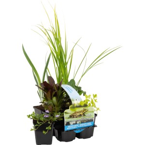 Teichpflanzen-Set, 6 Pflanzen im Topf (Ø 9cm) für einen sauberen Gartenteich.