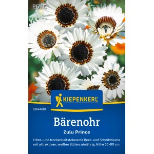 Kiepenkerl Bärenohr Zulu Prince, cremeweiße Blüten mit dunkler Mitte, Blumensamen.