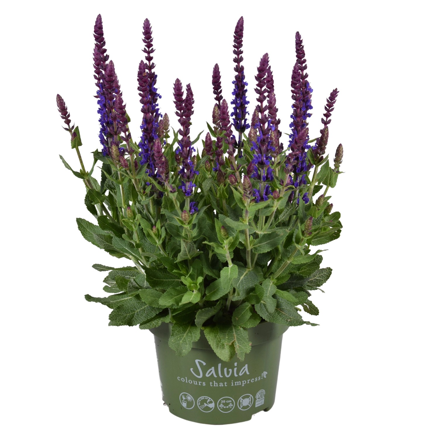 GROW by OBI ZierSalbei Blue" TopfØ ca. 13 cm Salvia nemorosa
