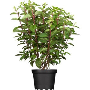 Rispenhortensie Premium-Mix Höhe ca. 30 - 40 cm Topf ca. 6 l Hydrangea