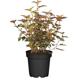 Fasanenspiere Diabolo im Topf, ca. 30-40 cm hoch, dunkelrotes Laub, weiße Blüten.