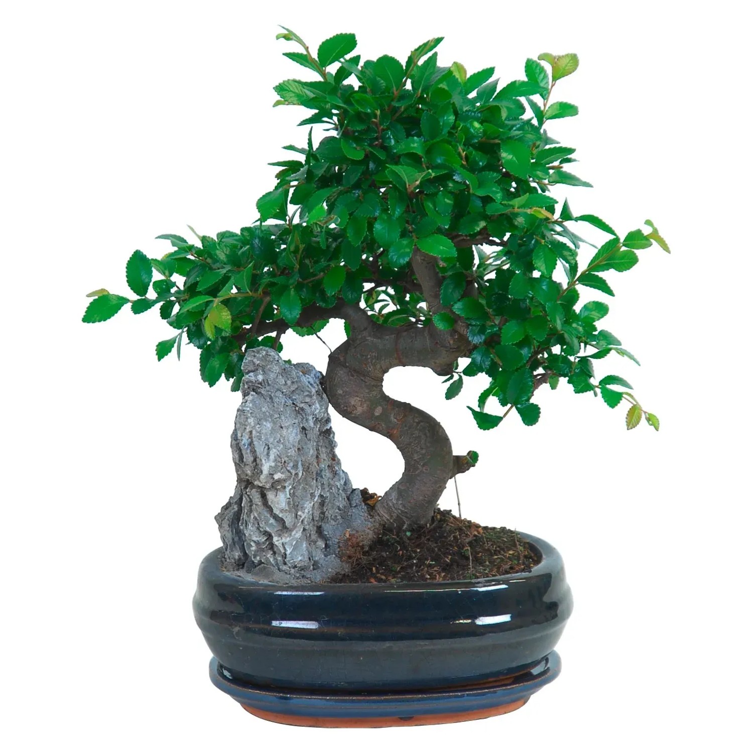 efeutute ranken lassen Golden Pothos (Epipremnum)
