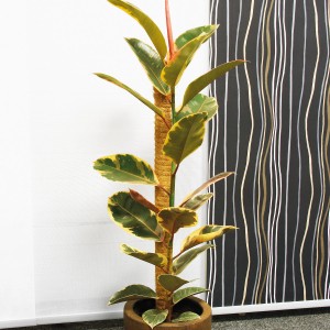 Bellissa Kokosstab 110cm als Rankhilfe für eine Pflanze im Topf.