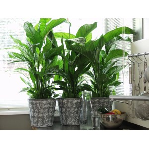 Drei Einblatt Pflanzen (Spathiphyllum) im Topf, Zimmerpflanzen für eine gute Raumluft.