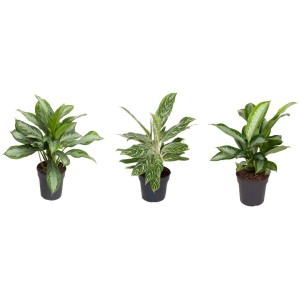 Drei Kolbenfaden Pflanzen (Aglaonema) in verschiedenen Sorten im Topf, ca. 50-60 cm hoch.