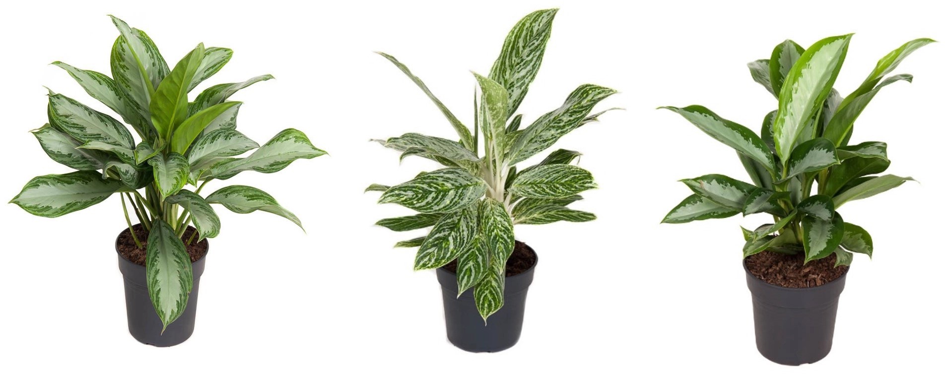 Kolbenfaden in Sorten Höhe ca. 5060 cm TopfØ ca. 19 cm Aglaonema