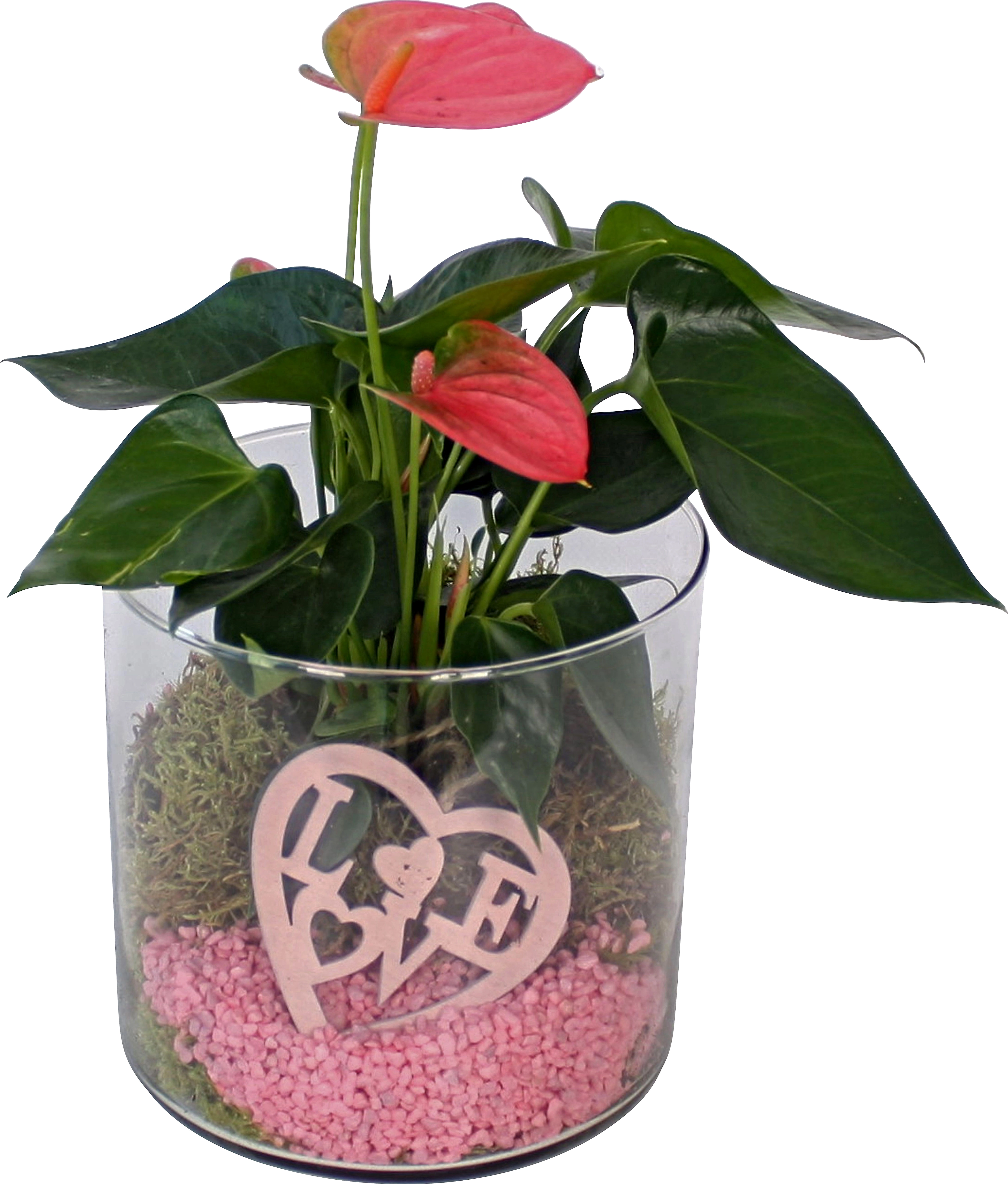 Arrangement mit Flamingoblume TopfØ ca. 15 cm kaufen bei OBI