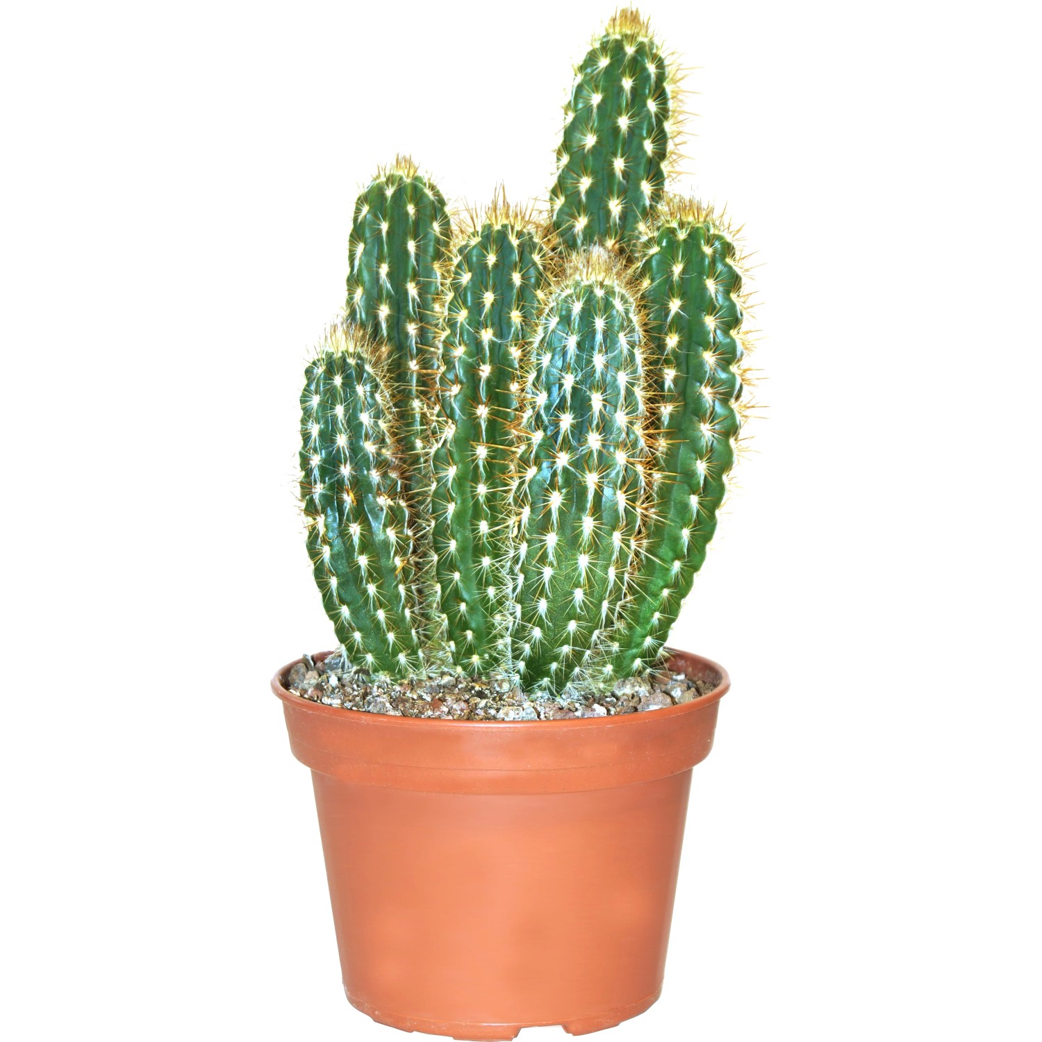 Kakteen-Mix aus Teneriffa Topf- ca. 15 cm kaufen bei OBI