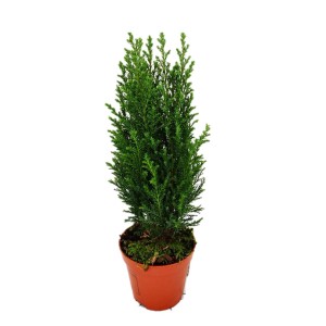 Kegelzypresse "Ellwoodii" Höhe 25-30 cm Topf Ø ca. 9 cm Chamaecyparis lawsoniana