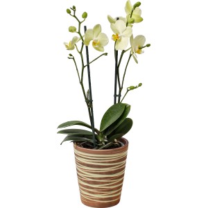 Gelbe Schmetterlingsorchidee (Phalaenopsis) im Keramiktopf, Topf-Ø 12cm.