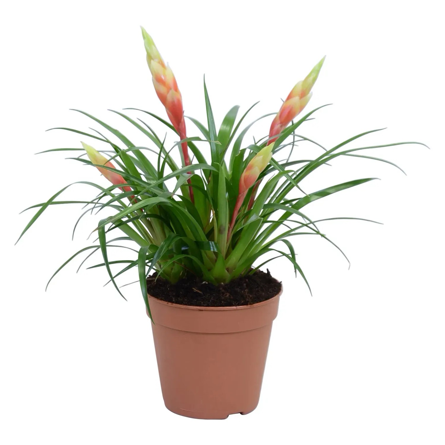 GROW by OBI Vriesea Shannon Gelb Topf  ca. 12 cm Vriesea Splendens kaufen  bei OBI