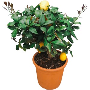 GROW by OBI Citrus Busch (Citrus mitis) im Topf, ca. 60 cm hoch, mit gelben Früchten.