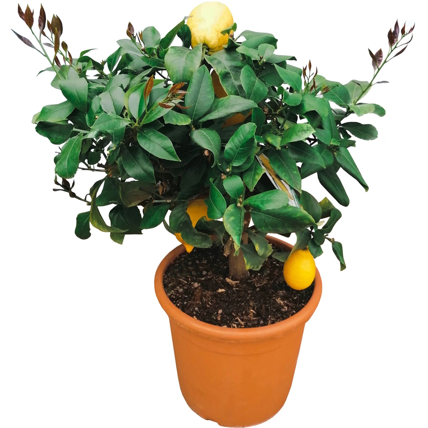 GROW by OBI Citrus Busch Höhe ca 60 cm Topf Ø ca 26 cm Citrus mitis kaufen bei OBI