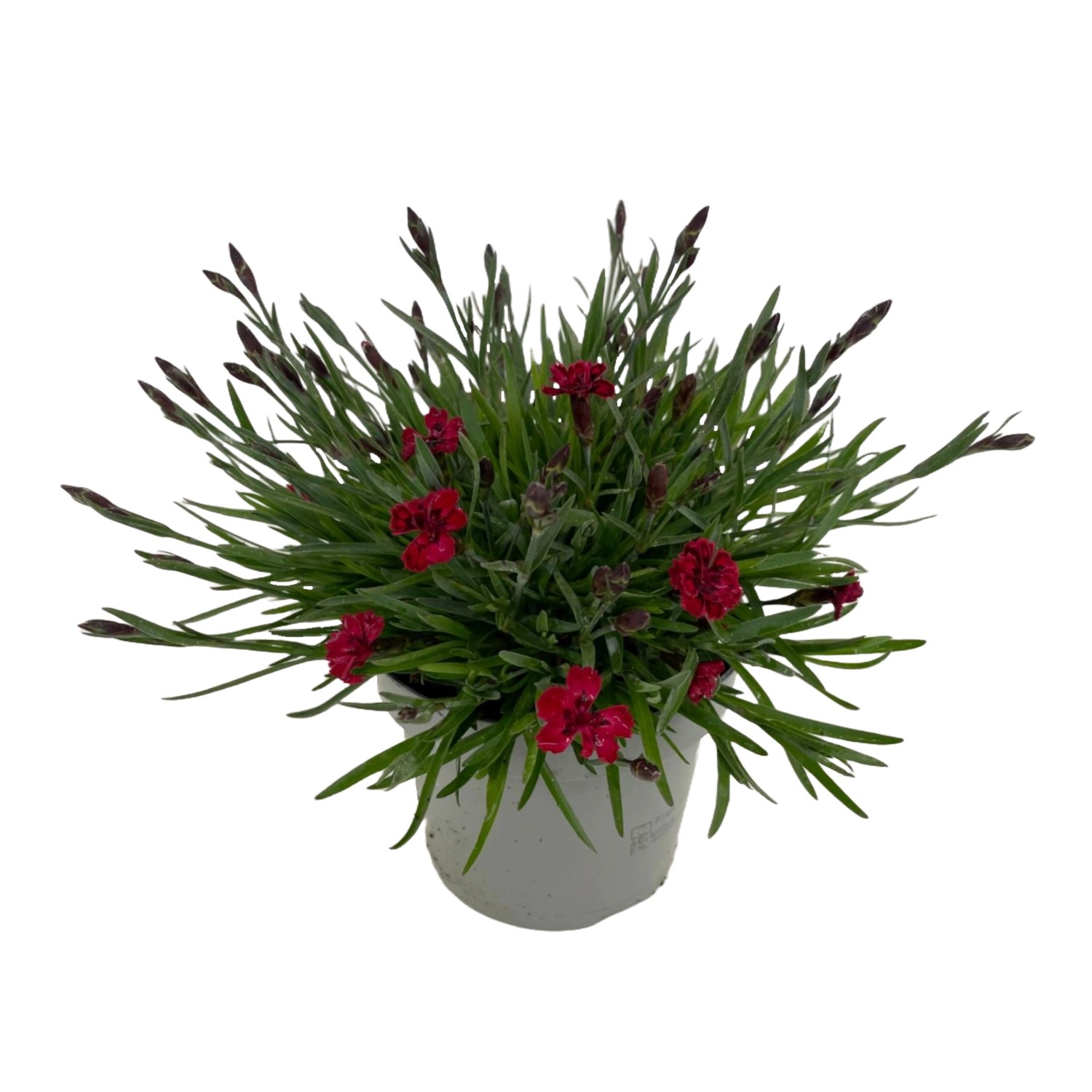 GROW by OBI Nelke "Oscar" Rot Höhe ca. 20 cm 25 cm Dianthus