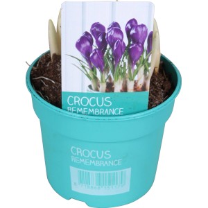 Blauer Krokus 'Diamond Collection' im Topf (ca. 9 cm Ø) für die Frühjahrsbepflanzung.