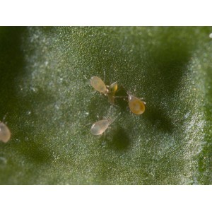 Nahaufnahme von Raubmilben (Amblyseius swirskii) auf einem grünen Blatt zur Schädlingsbekämpfung.