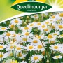 Packung Quedlinburger Weiße Margerite 'Mayfield' Blumensamen, ideal für Beete und Rabatten.