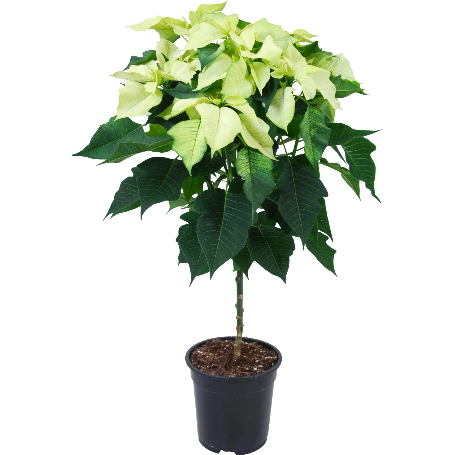 Weihnachtsstern Stamm Wei Topf- ca. 19 cm Euphorbia pulcherrima kaufen  bei OBI