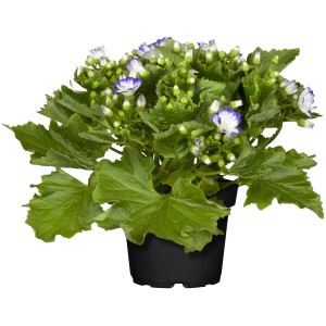 Aschenblume im Topf, Farbenauswahl zufällig, ca. 12 cm Topf-Ø, Pericallis cruentus.