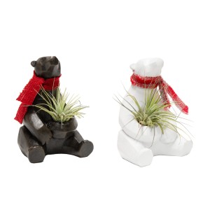 Tillandsie im Keramik-Bär, 2-fach sortiert: Dekorative Luftpflanze im Bär-Übertopf mit Schal.